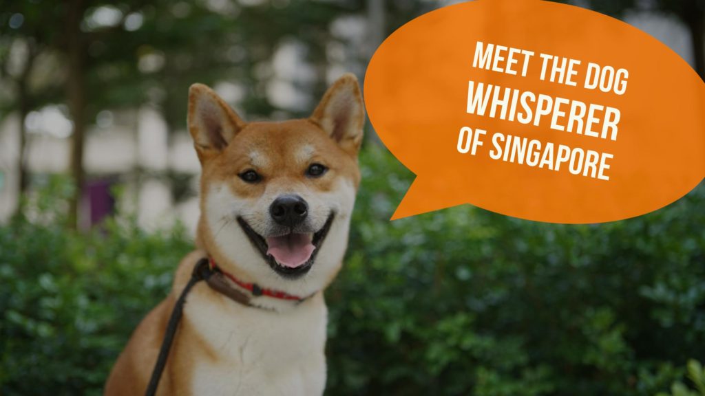 where can i go with my dog in singapore